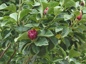 Magnolia ‘Black Tulip’
