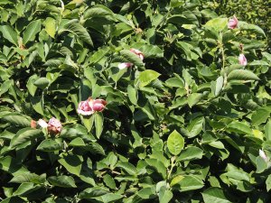 Magnolia ‘Iolanthe’