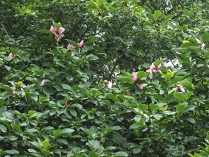 Magnolia ‘Star Wars’