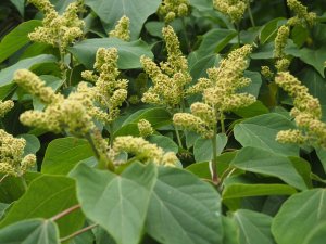 Mallotus japonicus