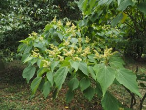 Mallotus japonicus
