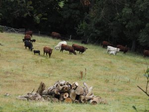 Cattle allowed in to graze the frazzled grass in White Styles