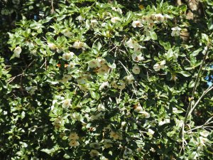 Eucryphia x nymansensis ‘Nymansay’