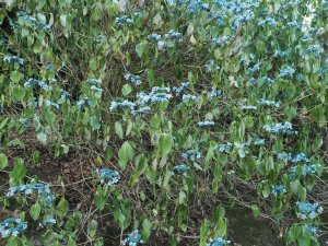 Hydrangeas dying