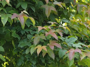 Liquidambar acalycina