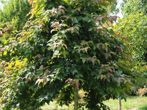 Liquidambar acalycina