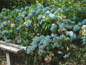 blue mophead hydrangeas look ghastly