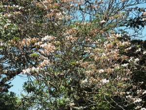 Rhododendron ‘Polar Bear’