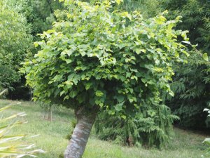 Tilia cordata ‘Winter Orange’