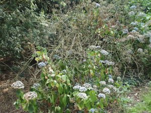 dead and dying Hydrangeas