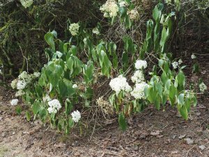 dead and dying Hydrangeas