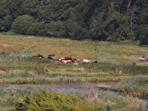 Cattle back in the water meadows