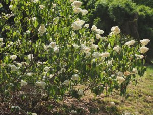 Hydrangea paniculata ‘Vanille Fraise’