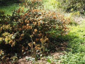 dead Rhododendron oldhamii