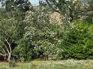 Rhododendron ‘Polar Bear’