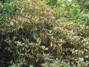 Rhododendron suoilenhense