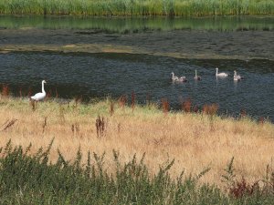 six remaining cygnets