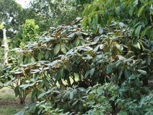Younger Rhododendron suoilenhense