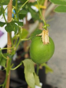 Passiflora ‘Cooltropics Snowstar’