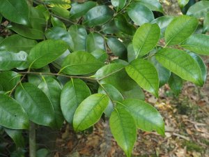 Castanopsis sieboldii