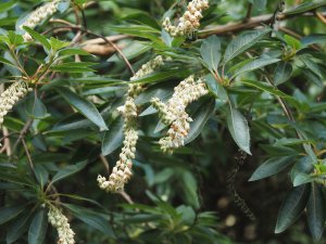 Clethra petelotii