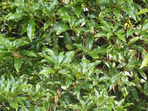 Lithocarpus hancei