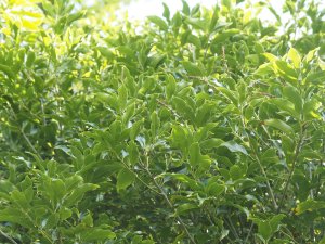 Lithocarpus hancei