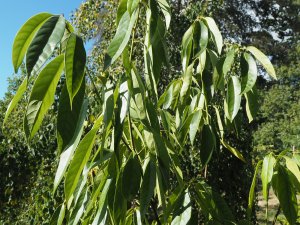 Lithocarpus harlandii