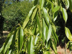 Lithocarpus harlandii