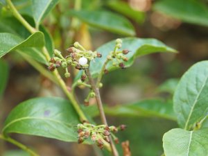 Lyonia ligustrina