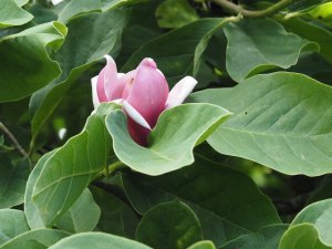 Magnolia ‘Todd’s Forty Niner’