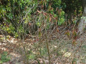 dead scented rhododendrons