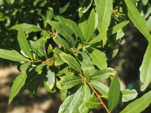 Quercus laurina