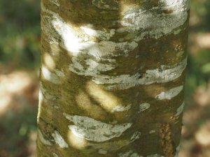Quercus laurina