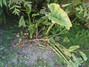 Arum lilies