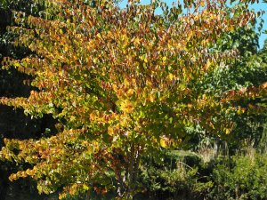 Cercidiphyllum