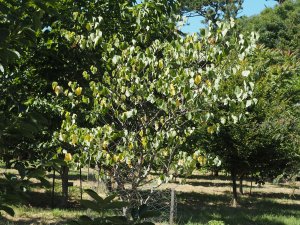Cercis