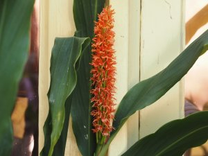 Hedychium ‘Assam Orange’