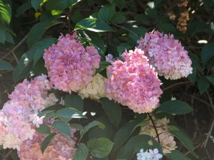 Hydrangea paniculata ‘Vanille Fraise’
