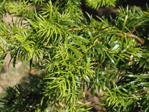 Podocarpus lambertii