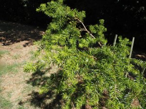 Podocarpus lambertii