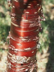 Prunus serrula ‘Tibetica’