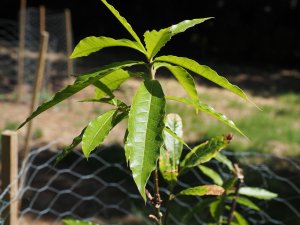 Quercus humboldtii