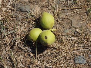 walnuts of Juglans ailantifolia