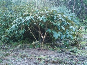 Schefflera delavayi