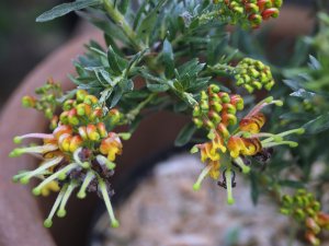 Grevillea ‘Ignite’