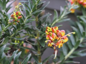 Grevillea ‘Ignite’
