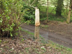 Magnolia reduced to a stump