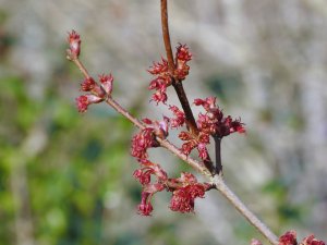 Acer rubrum ‘Red Sunset’