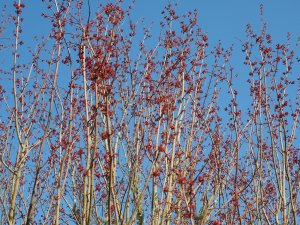 Acer rubrum ‘Red Sunset’